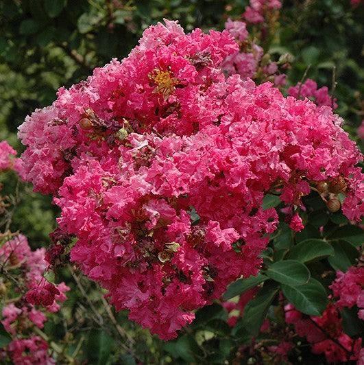Crape Myrtle - Tonto - 10 gallon