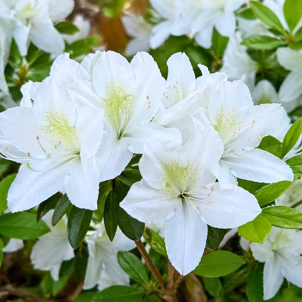 雪降花: drop White Color レコード Phlox divaricata - May Breeze Wild Sweet William - Sugar Creek
