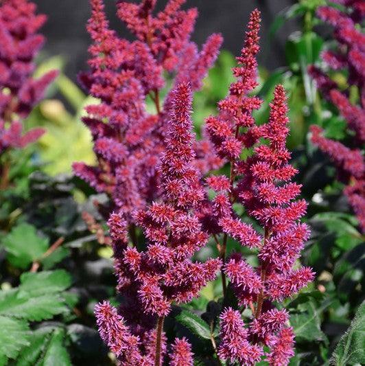 False Spirea - Visions Red - 1 gallon