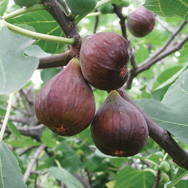 Fig - Italian Everbearing - 3 gallon