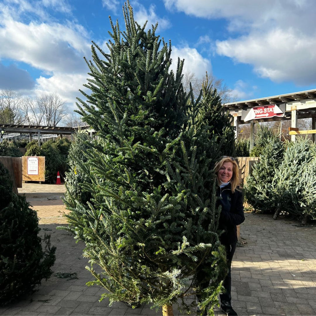 Premium Fraser Fir Real Christmas Tree 8-10 ft. SOLD OUT