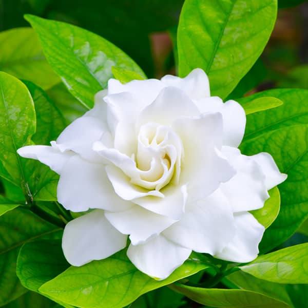 Gardenia - Bush