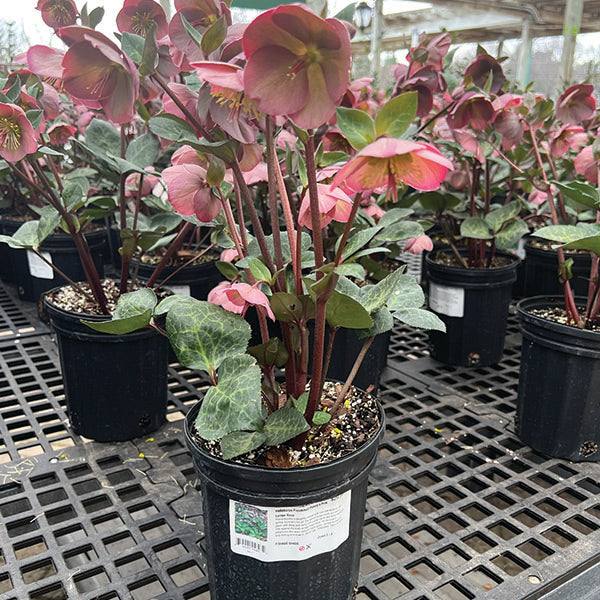 A 1-gallon Hellebore Pennys Pink by Pickup & Local Delivery Only, with mauve pink flowers and green leaves, sits on a black grid surface in a greenhouse among other perennial plants.