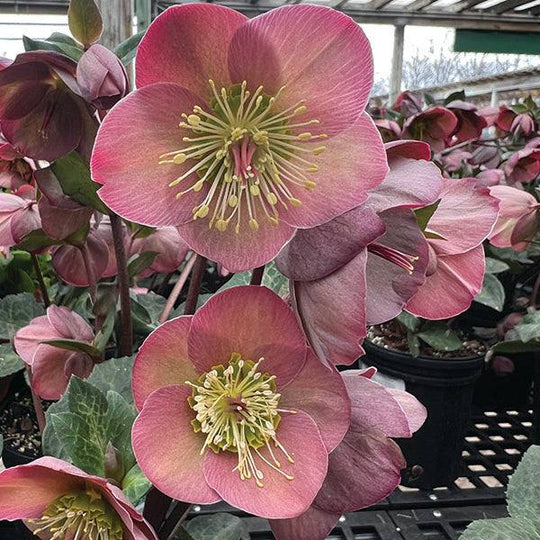 Hellebore Penny's Pink - 1 gallon