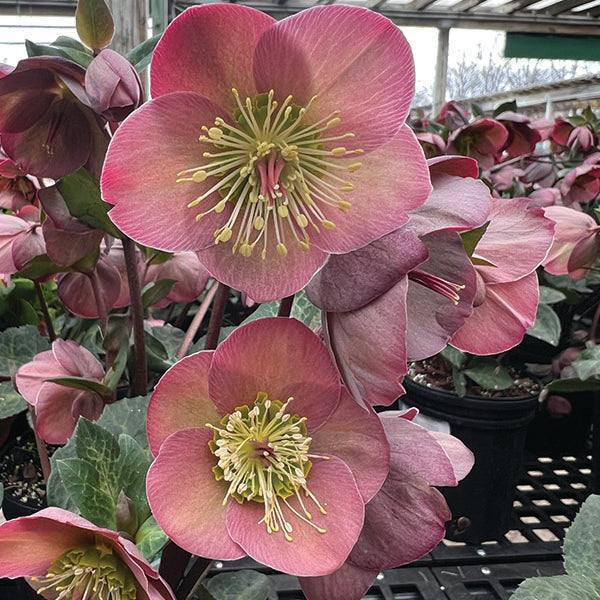hellebore plant indoor Hellebore Penny's Pink