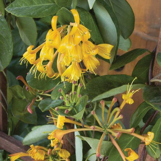 Honeysuckle – Mandarin - 5 gallon