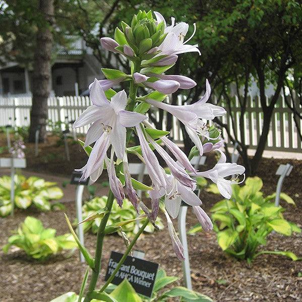 A tall stalk of pale lavender blooms emerges from the Hosta - Fragrant Bouquet - 2 gallon by Pickup & Local Delivery Only, surrounded by heart-shaped leaves and mulch, with white picket fencing and trees in the background.