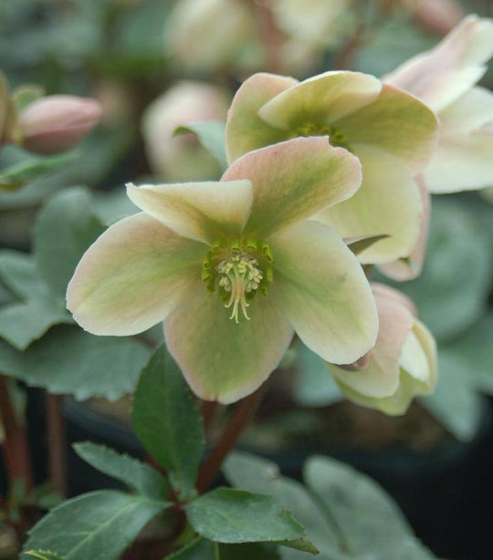 Hellebore Ivory Prince - 1 gallon