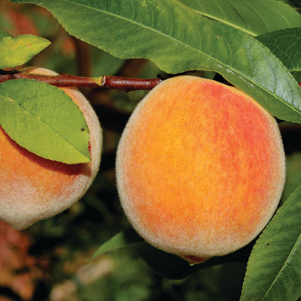 Peach - July Elberta - 7 Gallon