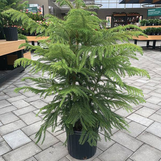 Norfolk Island Pine - 10-inch Pot