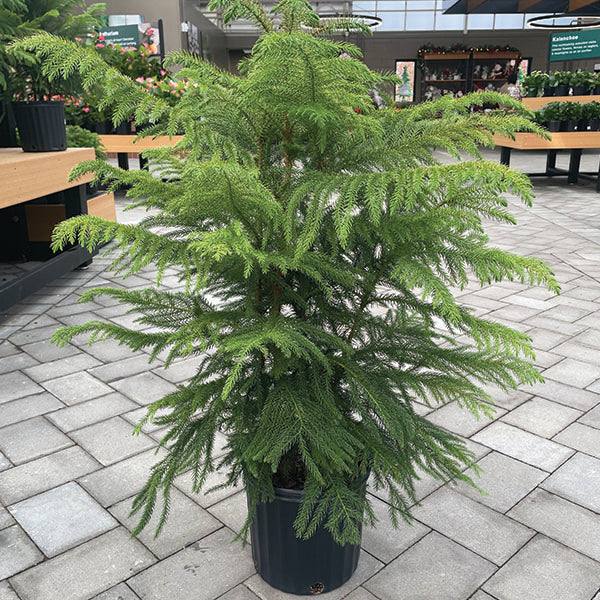 house pine plant Norfolk Island Pine