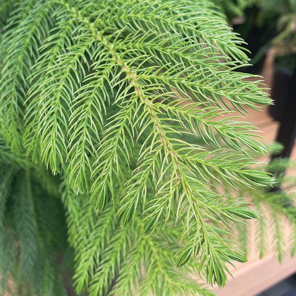 The Pickup & Local Delivery Only Norfolk Island Pine in a 10-inch pot features lush, feathery green branches—an elegant, festive plant known for its air-purifying qualities.