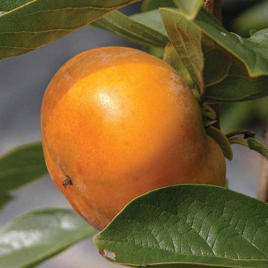 Persimmons - Fuyu Imoto - 7 Gallon