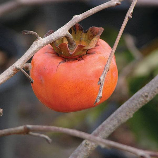 Persimmon - Jiro - 7 Gallon