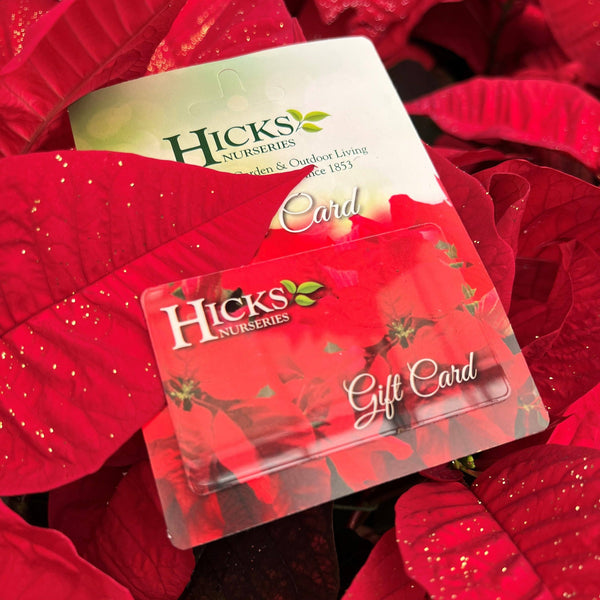 A Hicks Nurseries Gift Card rests on vivid red poinsettia leaves. Its packaging, featuring a floral design, captures the charm and beauty of the garden center. Enjoy free shipping or pickup with your card purchase.