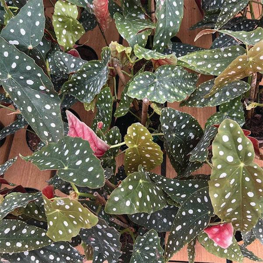 Polka Dot Begonia - 6-inch Pot