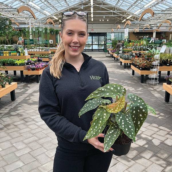 A woman smiles in a greenhouse, holding a Pickup & Local Delivery Only Polka Dot Begonia in a 6-inch pot. The plants large green leaves with white spots stand out, while wooden tables display more indoor plants in the background.