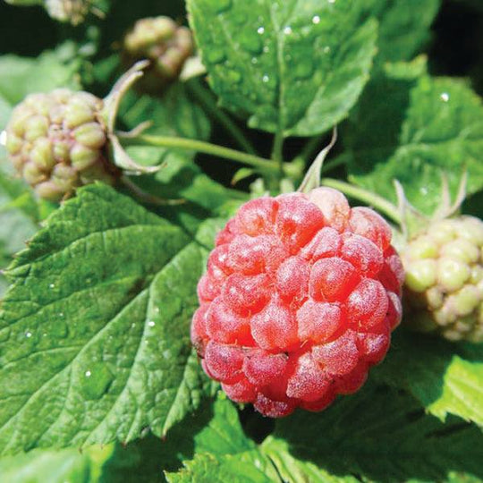 Raspberry - Raspberry Shortcake - 2 Gallon