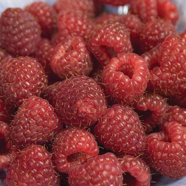 Raspberry - Red Heritage - 2 Gallon