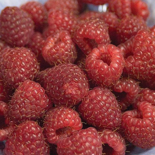 Raspberry - Red Heritage - 2 Gallon