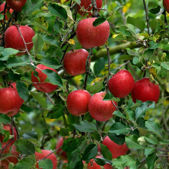 Apple Tree - Red Delicious - 7 Gallon