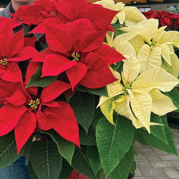 A person holds a Pickup & Local Delivery Only Poinsettia - Red & White Combo in a 10-inch pot, featuring festive red and white leaves, perfect for holiday decor, while standing outdoors on a paved surface.