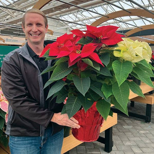 Poinsettia - Red & White Combo - 10-inch pot