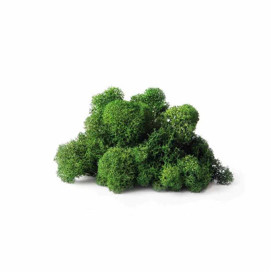 SuperMoss® – Reindeer Moss – Forest – 2 oz / 80.75 cu in
