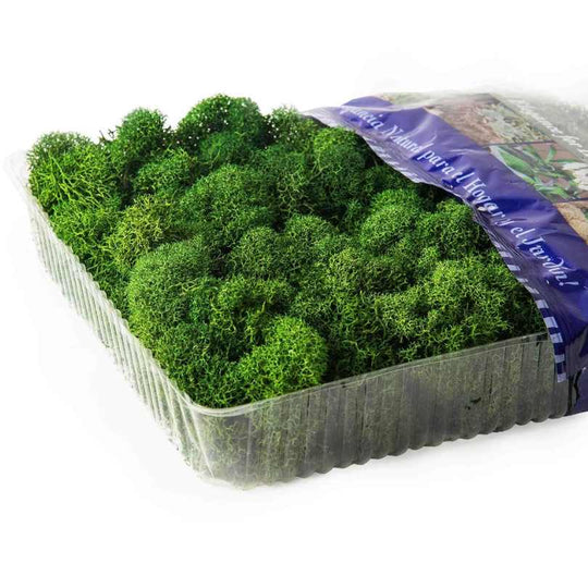 SuperMoss® – Reindeer Moss – Forest – 8 oz