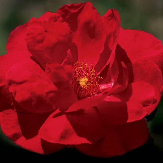 Rose - Climbing Blaze - 3 Gallon