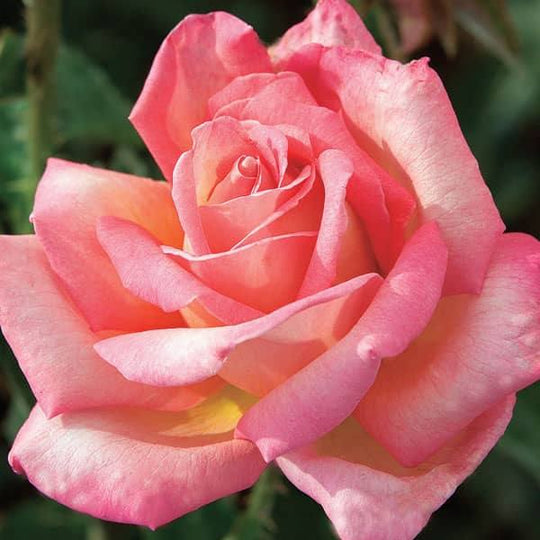 Rose - Hybrid Tea - Chicago Peace - 3 Gallon