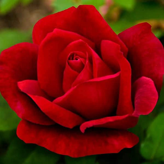 Rose - Hybrid Tea - Chrysler Imperial - 3 Gallon