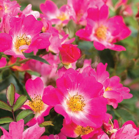 Rose – Drift® - Pink