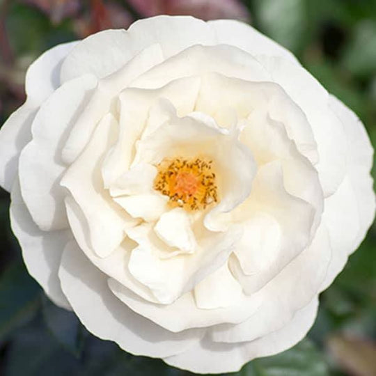 Rose - Shrub - White Knock Out® - 3 Gallon