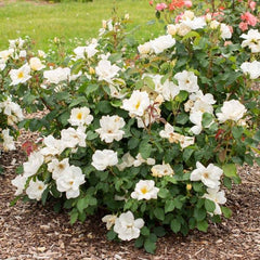 Rose - Shrub - White Knock Out® - 3 Gallon