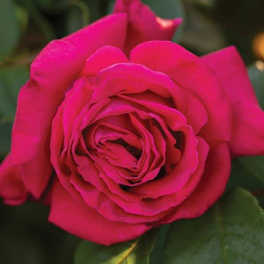 Rose - Hybrid tea - Peter Mayle - 3 Gallon