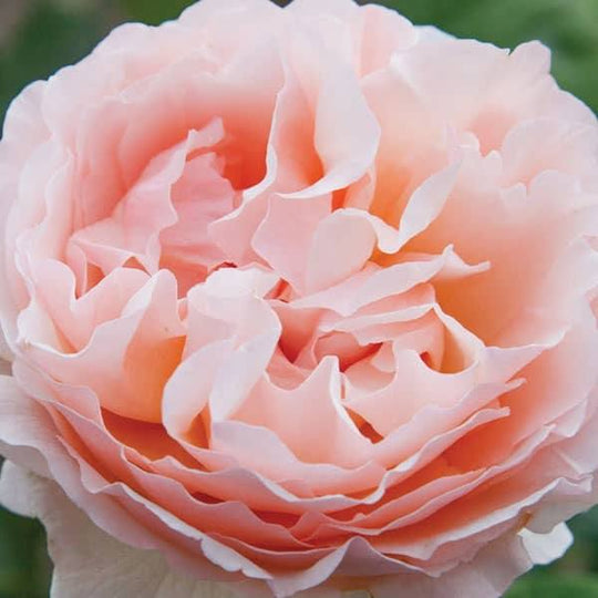 Rose - Hybrid Tea - Princesse Charlene de Monaco® - 3 Gallon