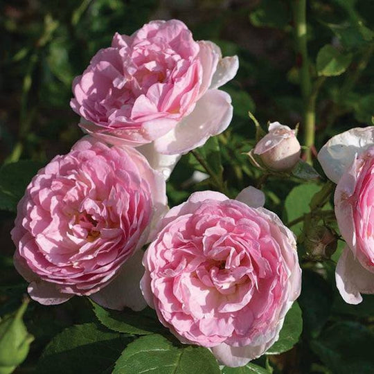 Romantica® Ball Gown™ - Hybrid Tea - 3 Gallon