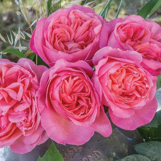 Rose - Hybird Tea - Sweet Mademoiselle™ - 3 Gallon