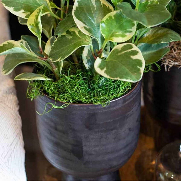 A close-up of a green leafy plant with variegated leaves, potted in a dark container with SuperMoss® Spanish Moss – Grass (2 oz) by Available for Pick-Up & Delivery covering the soil at its base.
