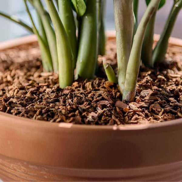 Close-up of a green plant with multiple stems in a brown pot, the soil topped with SuperMoss® Orchid Bark (24 Qt.) from Available for Pick-Up & Delivery, a popular orchid potting medium.