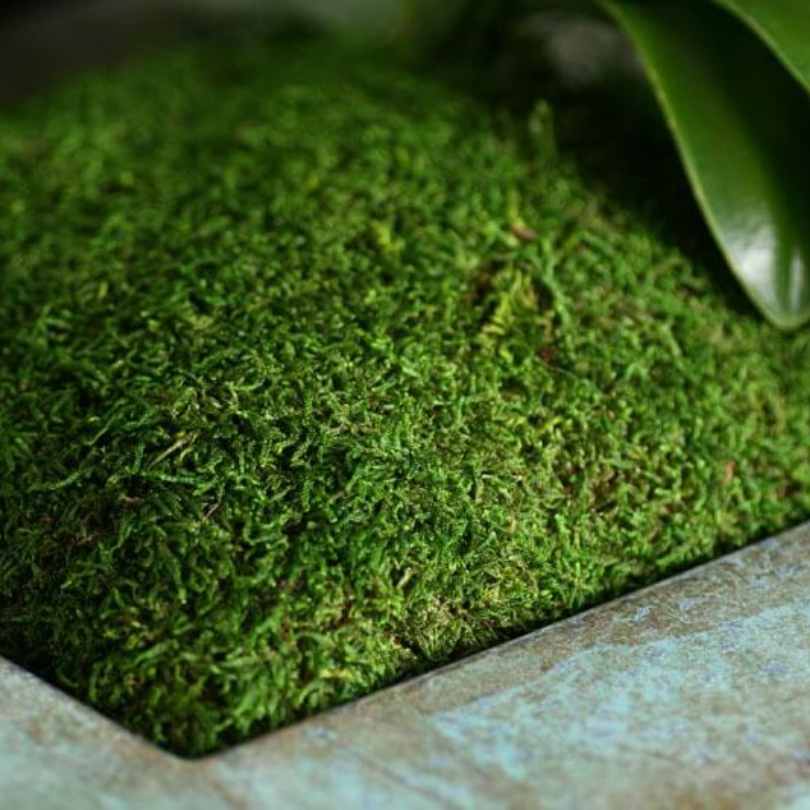 A close-up of SuperMoss® Preserved Sheet Moss (8 oz) from Available for Pick-Up & Delivery thriving in a rectangular stone or concrete planter, with green leaves visible in the upper right corner.