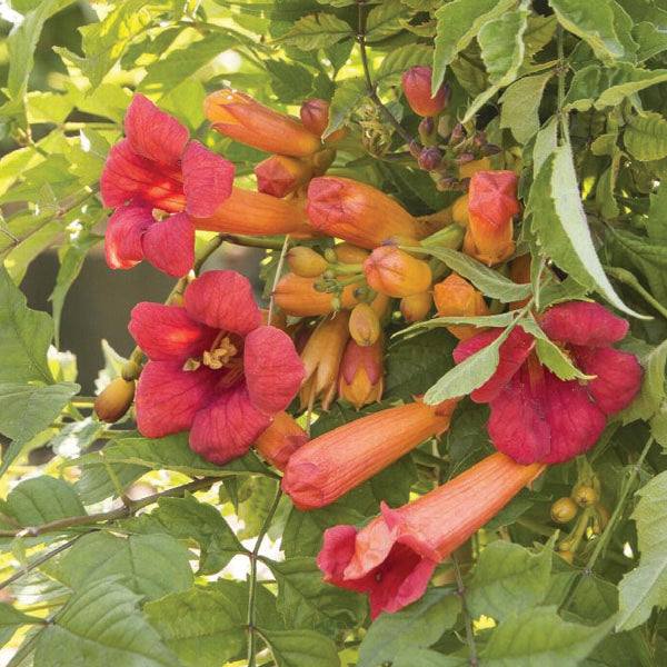 trumpet vine plant Trumpet Vine – Balboa Sunset – 5 gallon
