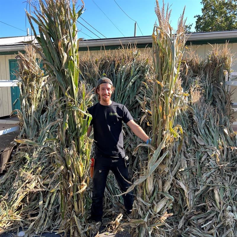 Corn Stalk - Bunch - Hicks Nurseries