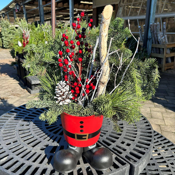 Santa Boots Holiday Evergreen Planter - 8-inches - Hicks Nurseries