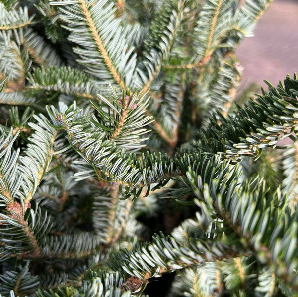 Premium Fraser Fir Fresh Cut Christmas Tree 6-7ft.  SOLD OUT - Hicks Nurseries