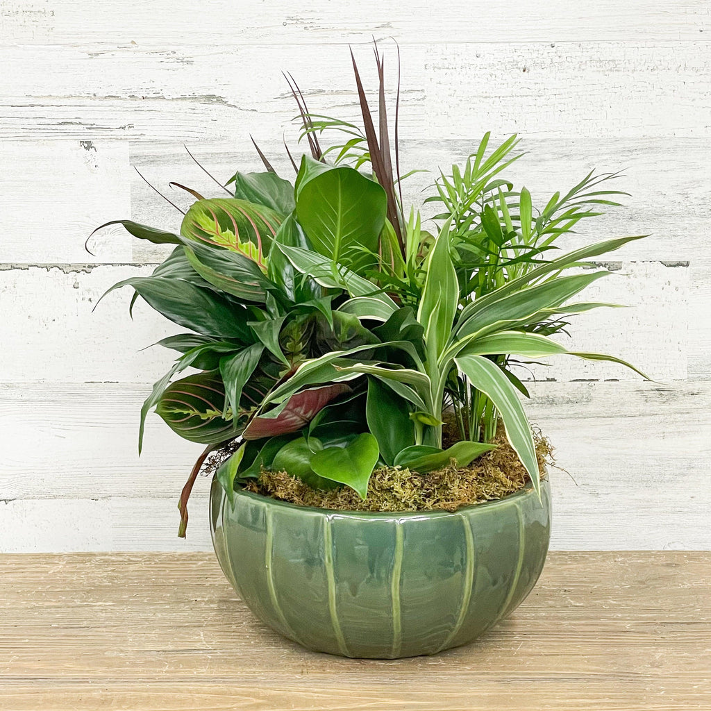 Foliage Dish Garden - Assorted - 10-inch - Ceramic Pot - Hicks Nurseries