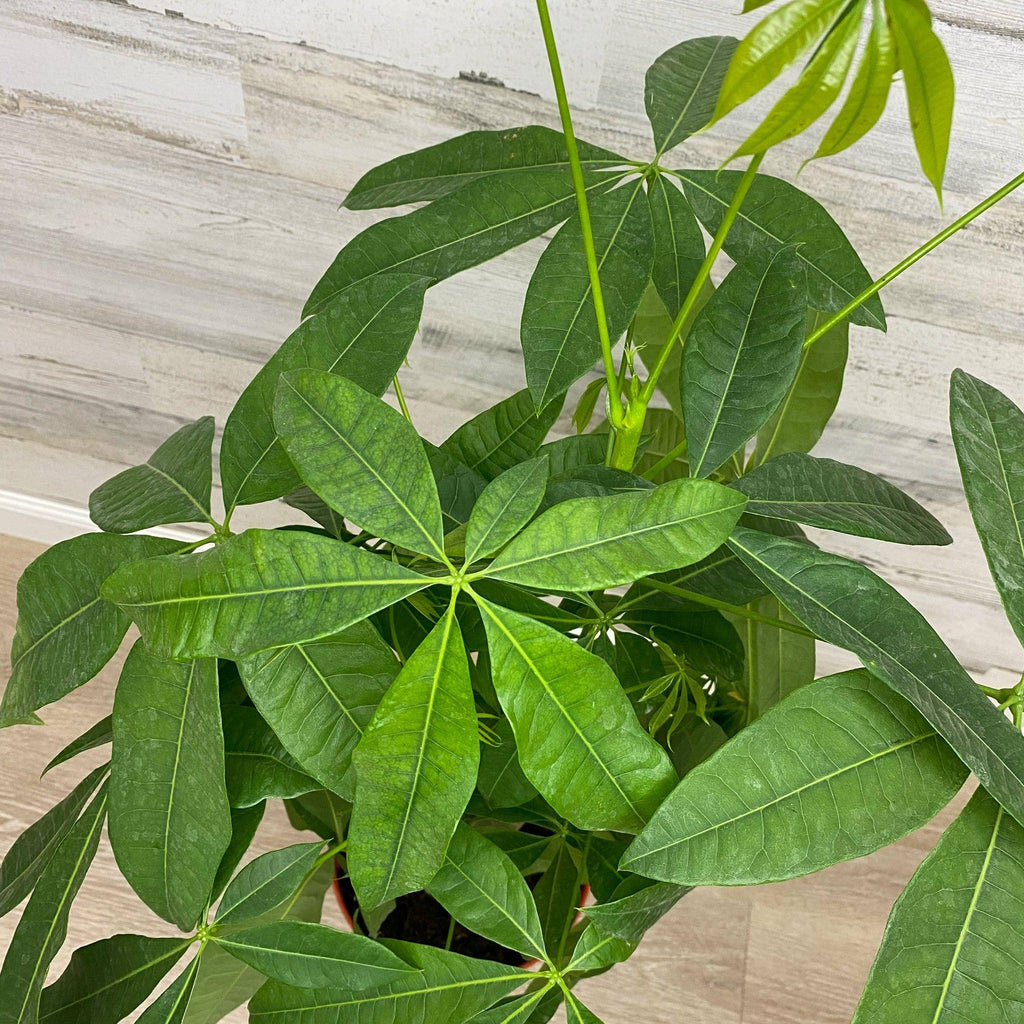 10 lines of money plant Money Tree - Braided