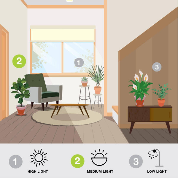 Anthurium - 6-inch pot - Hicks Nurseries