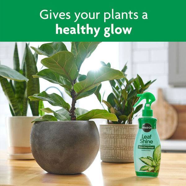 natural leaf shine for indoor plants Miracle-Gro® - Leaf Shine